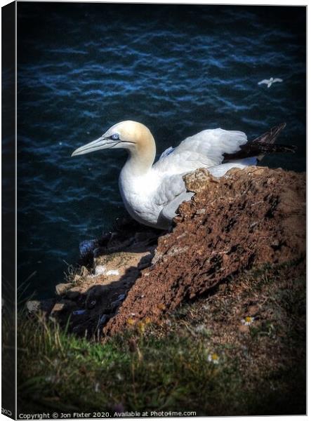 A Gannet looks on  Canvas Print by Jon Fixter