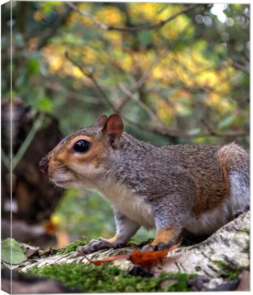 squirrel on a branch Canvas Print by Jon Fixter