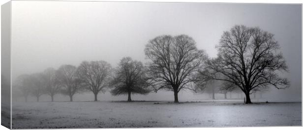 Trees in morning mist  Canvas Print by Jon Fixter
