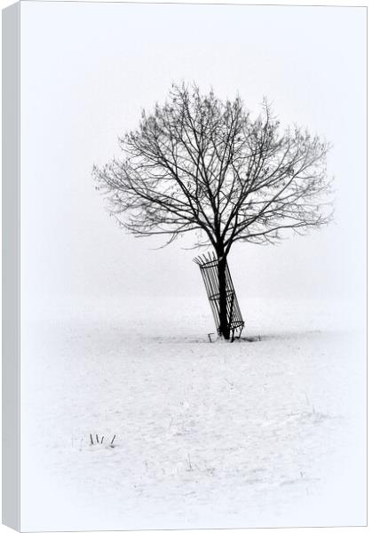 A Lone winters tree  Canvas Print by Jon Fixter