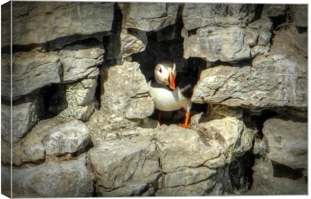Puffin at home Canvas Print by Jon Fixter