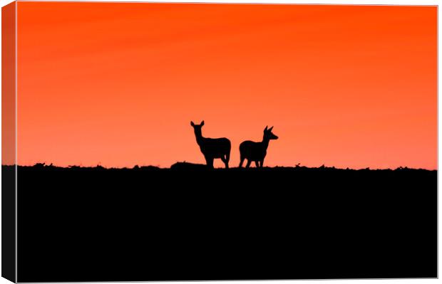 Two young Deer - To me to you  Canvas Print by Jon Fixter