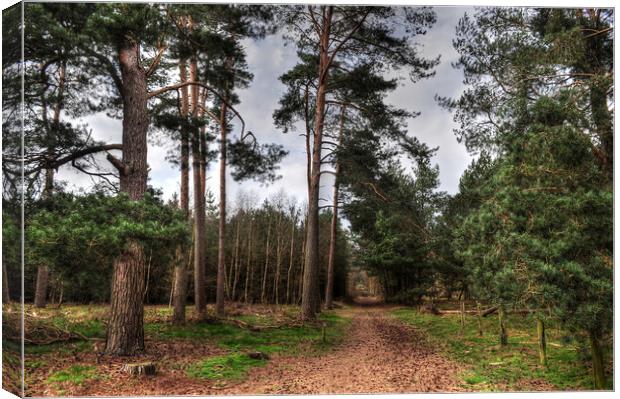 A Walk with the Pines  Canvas Print by Jon Fixter