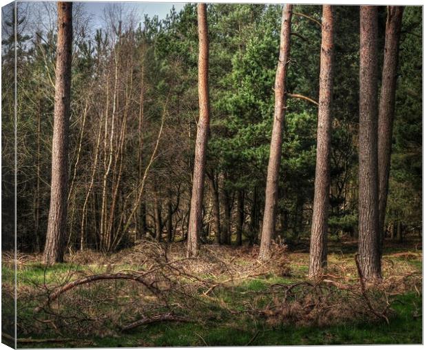 woodland Pines  Canvas Print by Jon Fixter