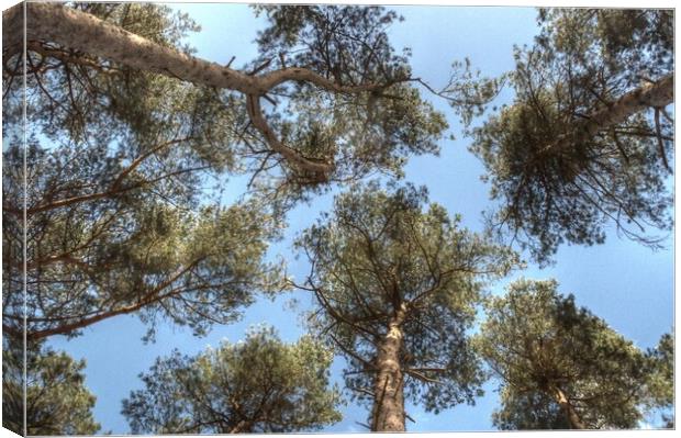 Pine Tree canopy Canvas Print by Jon Fixter