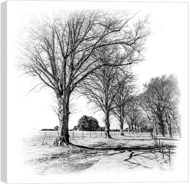 Mono Tree lined walkway Canvas Print by Ian Johnston  LRPS