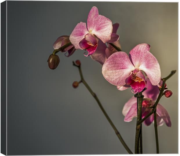 Orchid Study Canvas Print by Ian Johnston  LRPS