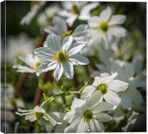 White Flowers Canvas Print by Ian Johnston  LRPS