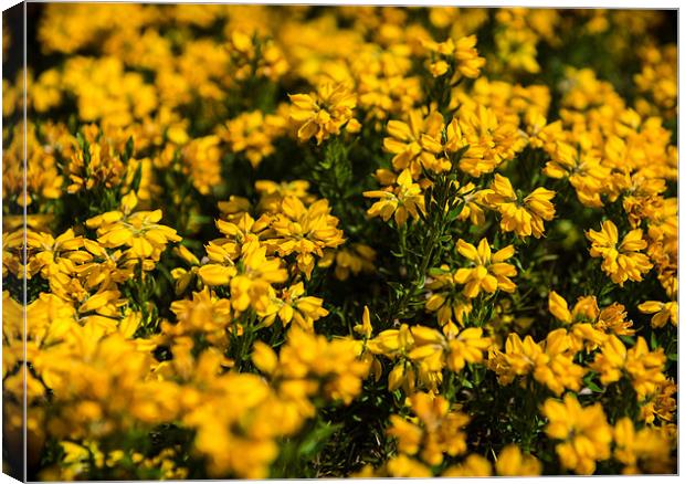 Green & Yellow Duo Canvas Print by Ian Johnston  LRPS