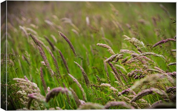 Wind swept woodland grass Canvas Print by Ian Johnston  LRPS