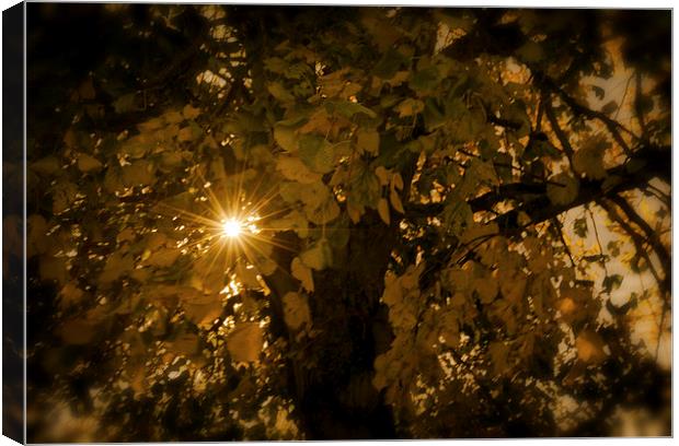 Autumn Light Canvas Print by Ian Johnston  LRPS