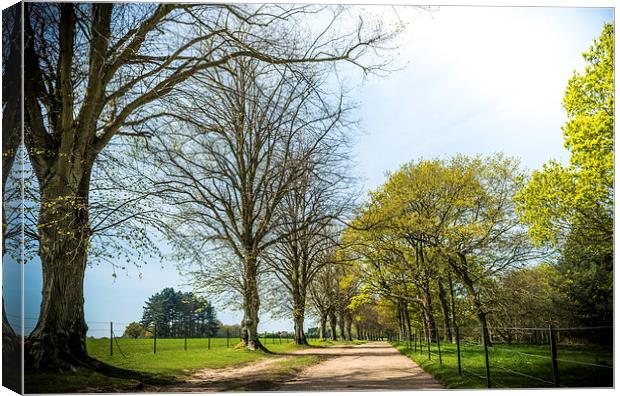 Tree lined Royal drive Canvas Print by Ian Johnston  LRPS