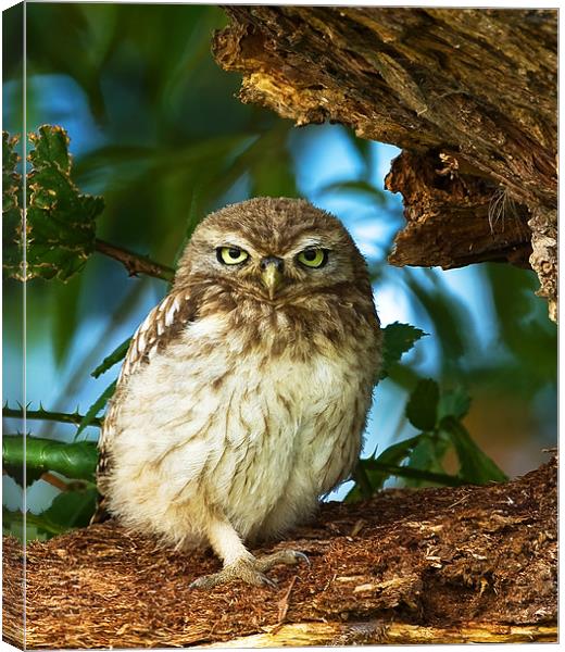Little Owl at nest. Canvas Print by Paul Scoullar