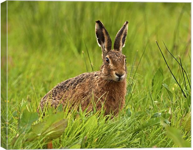 Brown Hare Canvas Print by Paul Scoullar