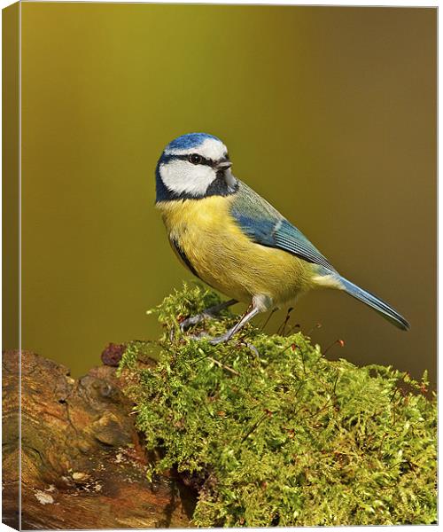 Blue Tit on mossy log. Canvas Print by Paul Scoullar