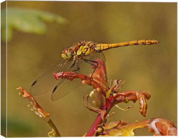 Common Darter Canvas Print by Paul Scoullar