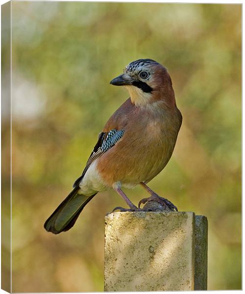Jay in dappled light Canvas Print by Paul Scoullar