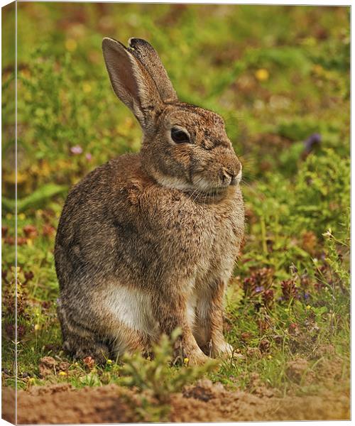 Brown Hare Canvas Print by Paul Scoullar