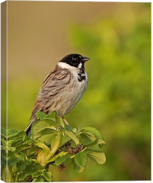 Reed Bunting Canvas Print by Paul Scoullar