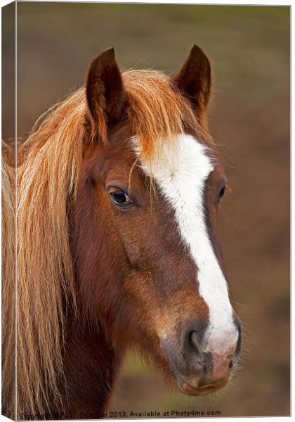 Horse headstudy Canvas Print by Paul Scoullar