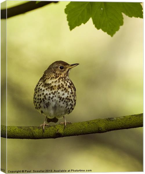 Song Thrush Canvas Print by Paul Scoullar
