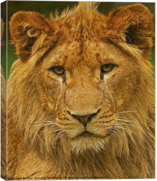 Lion Canvas Print by Paul Scoullar