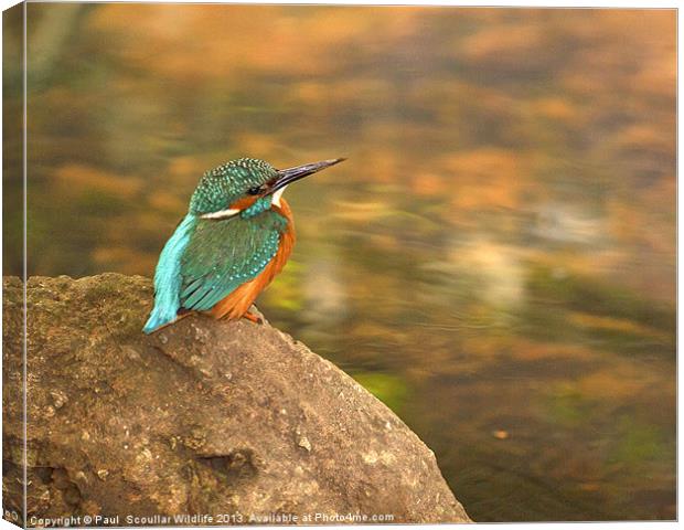 Kingfisher Canvas Print by Paul Scoullar