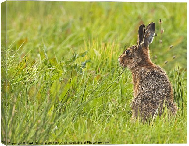 Brown Hare forever alert. Canvas Print by Paul Scoullar