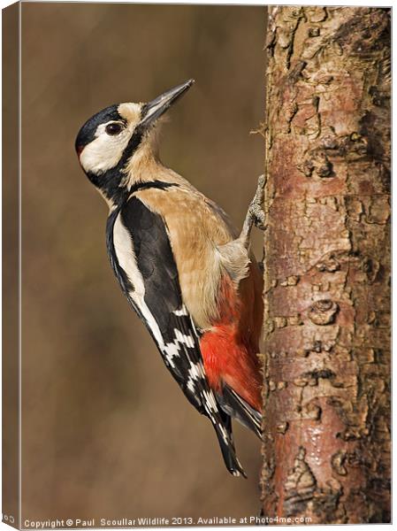 Great Spotted Woodpecker Canvas Print by Paul Scoullar