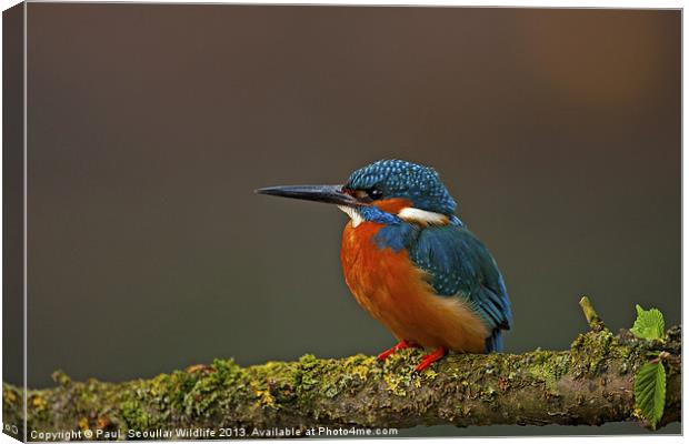 Common Kingfisher Canvas Print by Paul Scoullar