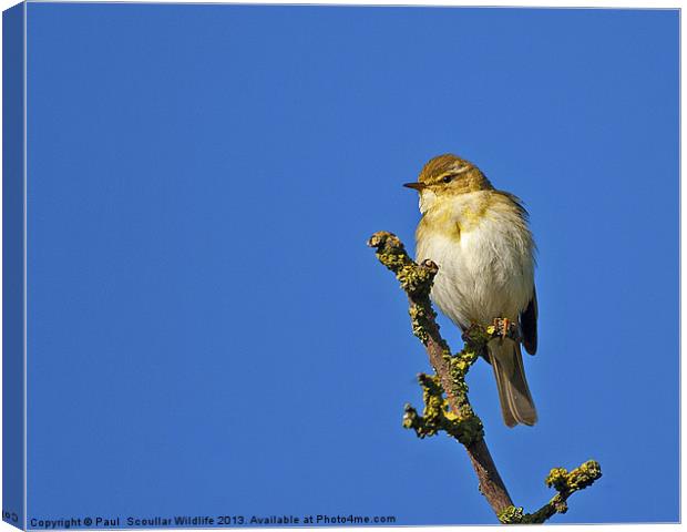 Willow Warbler Canvas Print by Paul Scoullar