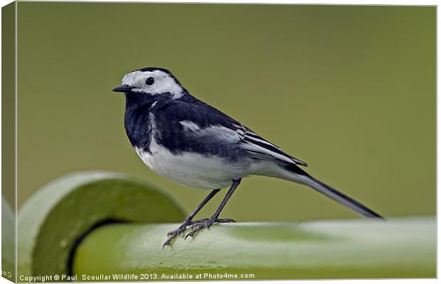 Pied Wagtail Canvas Print by Paul Scoullar