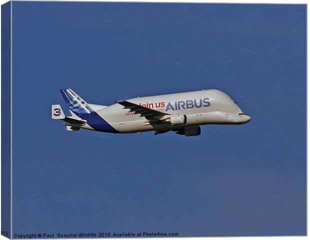 Airbus A300-600st Canvas Print by Paul Scoullar