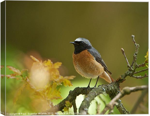 Common Redstart Canvas Print by Paul Scoullar