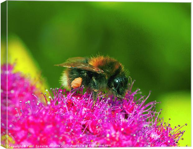 White Tailed Bumble Bee Canvas Print by Paul Scoullar