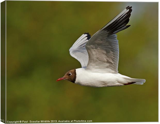 Black Headed Gull Canvas Print by Paul Scoullar