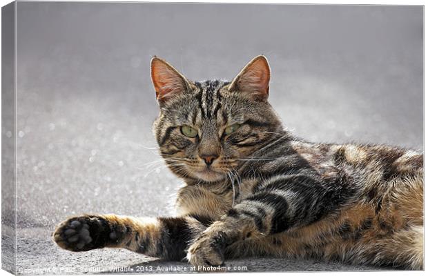 Tabby Cat Canvas Print by Paul Scoullar