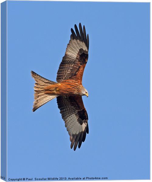 Red Kite Canvas Print by Paul Scoullar