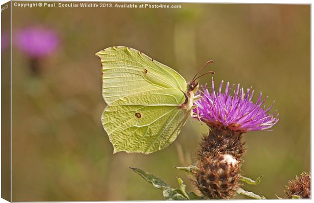 Brimstone on Creeping Thistle. Canvas Print by Paul Scoullar