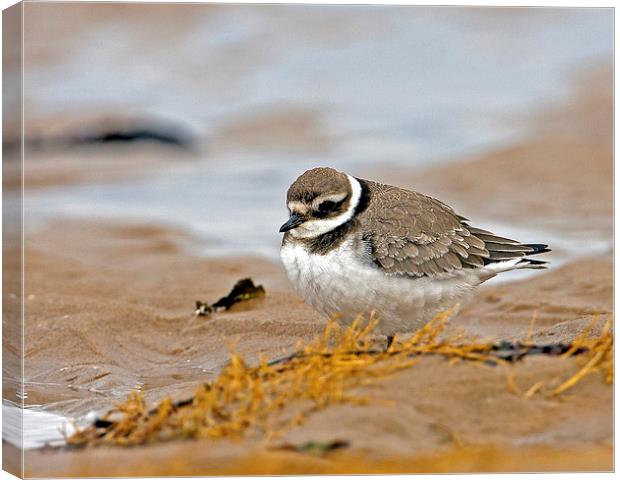 Ringed Plover Canvas Print by Paul Scoullar