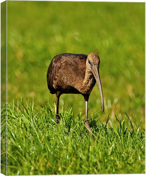 Glossy Ibis Canvas Print by Paul Scoullar