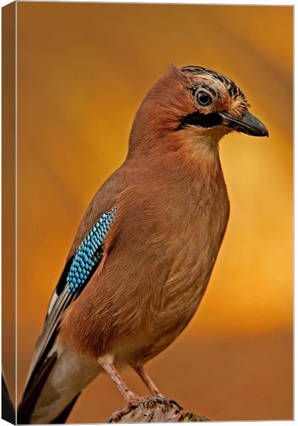 Portrait of a Jay Canvas Print by Paul Scoullar