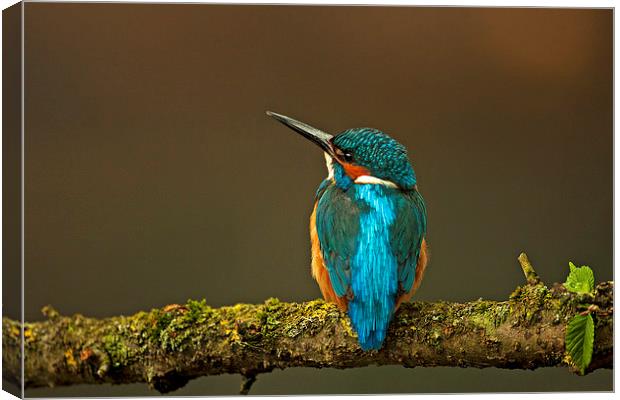 Kingfisher Canvas Print by Paul Scoullar