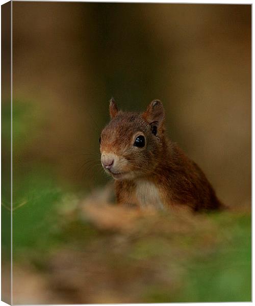 Inquisitive Red Squirrel Canvas Print by Paul Scoullar