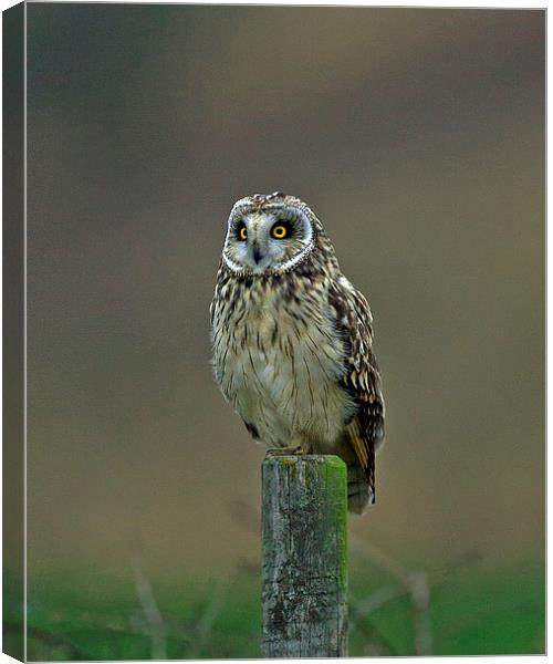 Short Eared Owl Canvas Print by Paul Scoullar