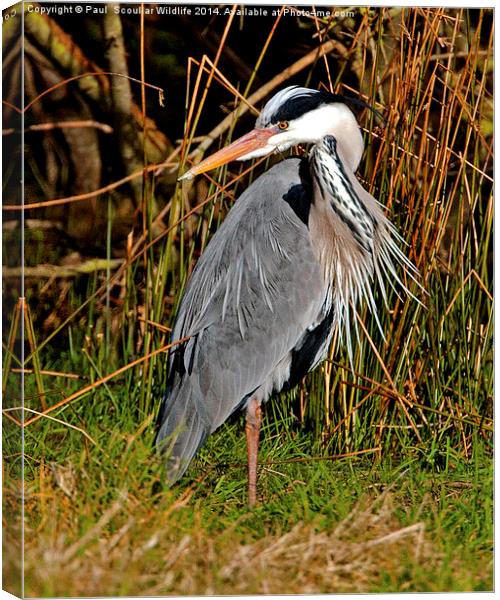 Grey Heron Canvas Print by Paul Scoullar