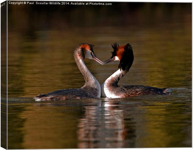 True Love Canvas Print by Paul Scoullar