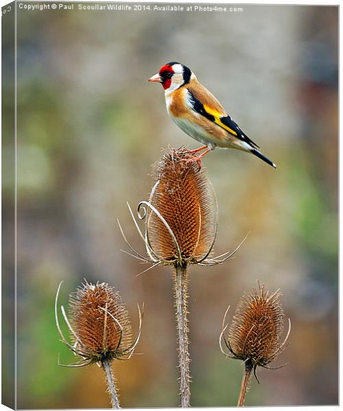 Goldfinch on Teasel Canvas Print by Paul Scoullar