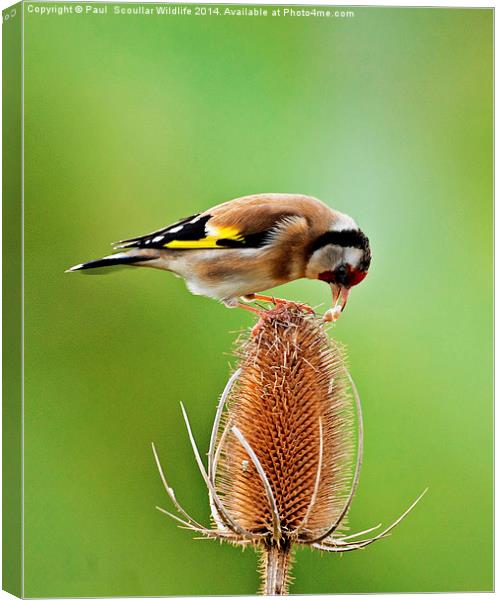 Goldfinch feeding on Teasel comb. Canvas Print by Paul Scoullar