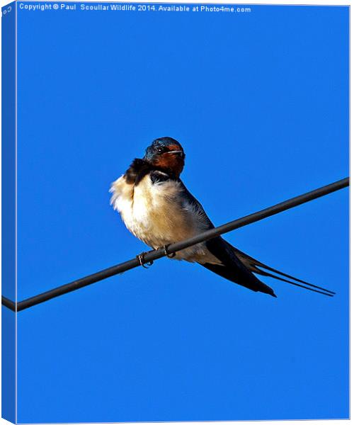 Swallow Canvas Print by Paul Scoullar